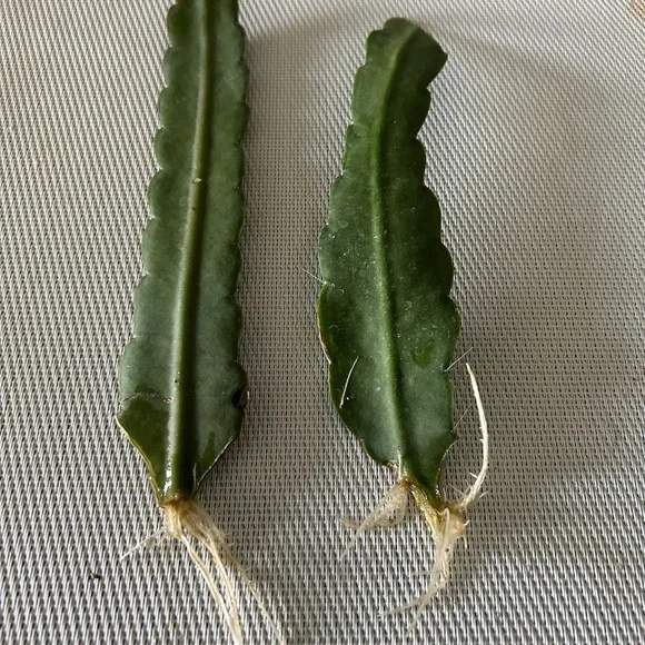 “Circus Circus” Epiphyllum Cactus -2 rooted leaves cuttings - Picture 3 of 5